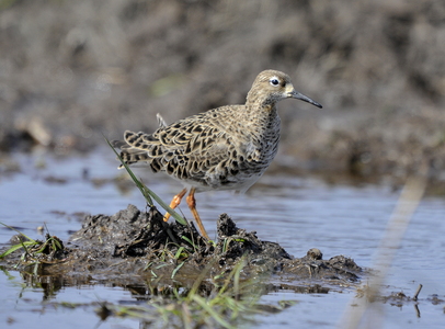 Brushane (Philomachus pugnax)