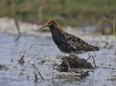  Brushane (Philomachus pugnax)