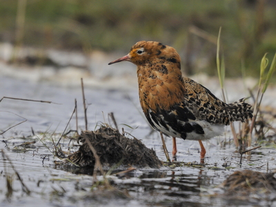  Brushane (Philomachus pugnax)
