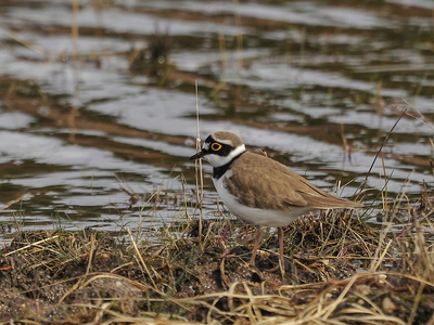 Lille Præstekrave (Charadrius dubius)