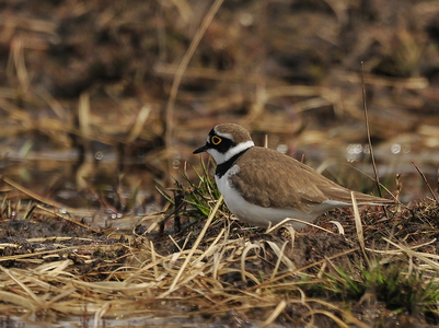 Lille Præstekrave (Charadrius dubius)