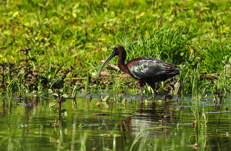  Sort ibis (Plegadis falcinellus)