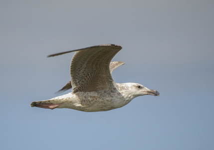  Sølvmåge (Larus argentatus)
