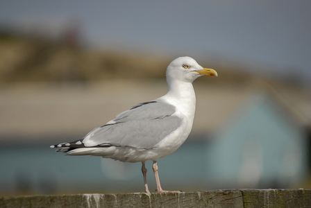  Sølvmåge (Larus argentatus)
