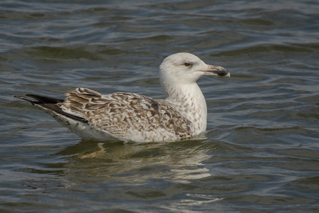 Svartbag (Larus marinus)