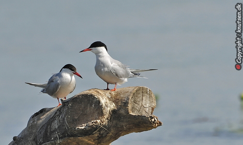 Fjordterner (Sterna hirundo)