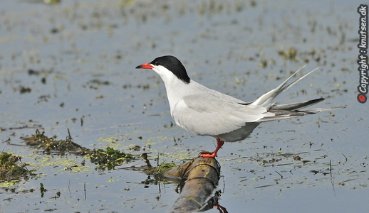 Fjordterne (Sterna hirundo)