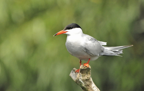 Fjordterne (Sterna hirundo)