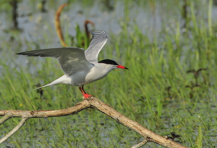 Fjordterne (Sterna hirundo)
