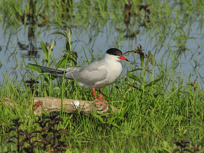 Fjordterne (Sterna hirundo)