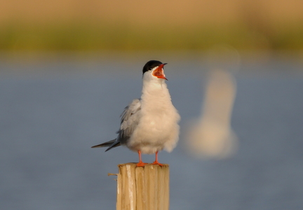 Fjordterne (Sterna hirundo)