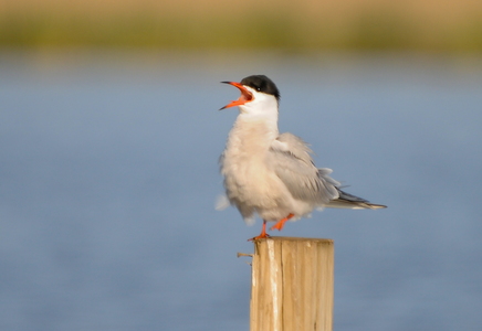 Fjordterne (Sterna hirundo)
