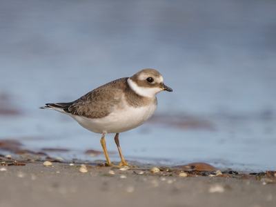 Stor præstekrave (Charadrius hiaticula)