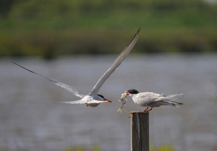 Fjordterner (Sterna hirundo)