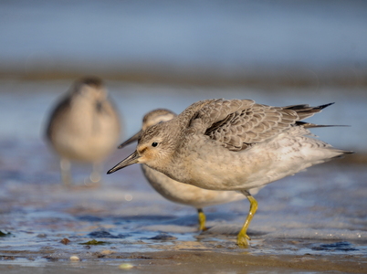 Islandsk ryle (Calidris canutus)
