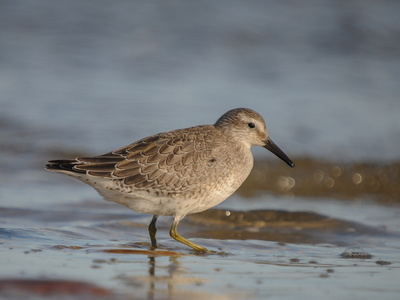 Islandsk ryle (Calidris canutus)