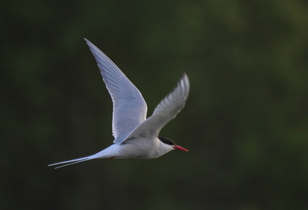 Havterne (Sterna paradisaea)