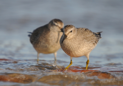 Islandsk ryle (Calidris canutus)