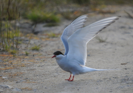 Havterne (Sterna paradisaea)