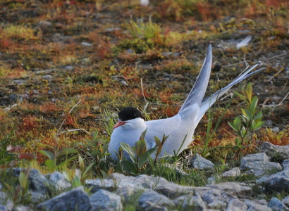 Havterne (Sterna paradisaea)