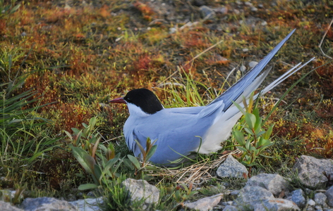 Havterne (Sterna paradisaea)