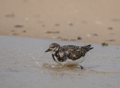 Stenvender (Arenaria interpres)
