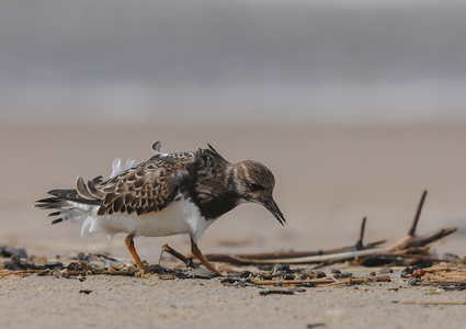 Stenvender (Arenaria interpres)