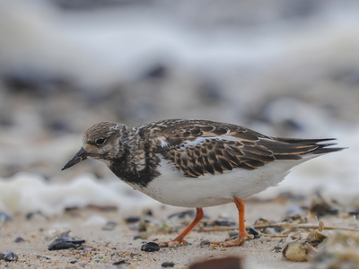 Stenvender (Arenaria interpres)