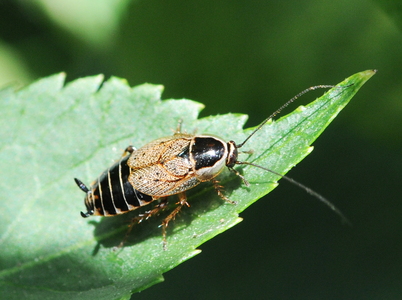 Skovkakerlak (Ectobius lapponicus)