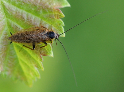 Skovkakerlak (Ectobius lapponicus)