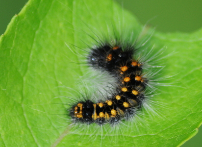 Guldlok-Pelsugle (Acronicta auricoma)