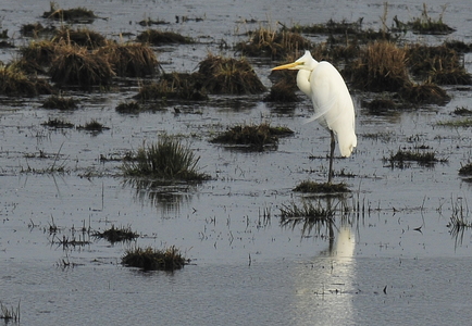 Sølvhejre (Ardea alba)
