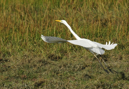 Sølvhejre (Ardea alba)