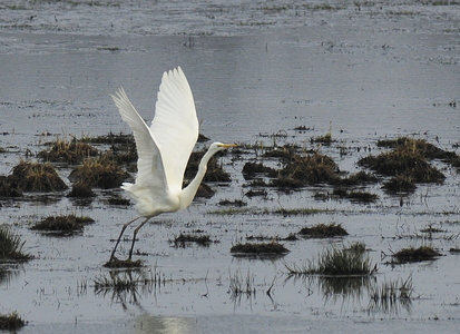 Sølvhejre (Ardea alba)