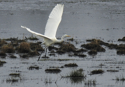 Sølvhejre (Ardea alba)