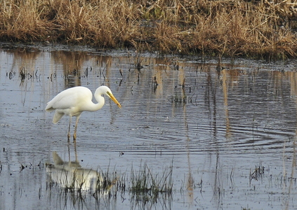 Sølvhejre (Ardea alba)
