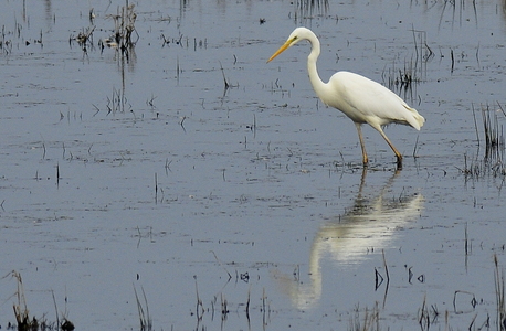 Sølvhejre (Ardea alba)