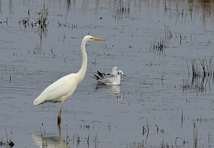 Sølvhejre (Ardea alba)