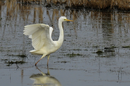 Sølvhejre (Ardea alba)