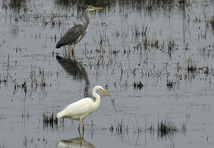 Sølvhejre (Ardea alba)