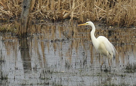 Sølvhejre (Ardea alba)