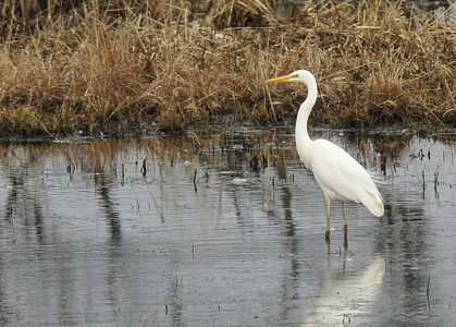 Sølvhejre (Ardea alba)