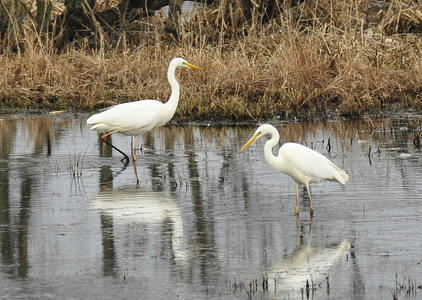 Sølvhejre (Ardea alba)