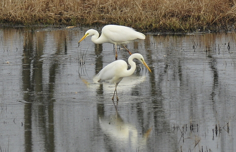 Sølvhejre (Ardea alba)