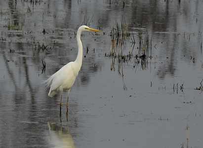 Sølvhejre (Ardea alba)