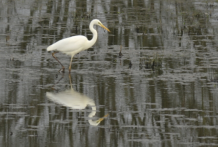 Sølvhejre (Ardea alba)
