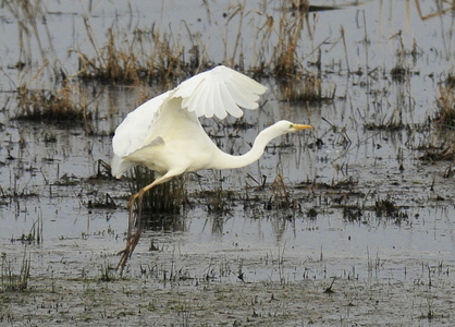 Sølvhejre (Ardea alba)