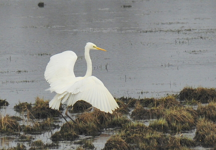 Sølvhejre (Ardea alba)