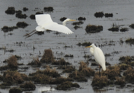 Sølvhejre (Ardea alba)