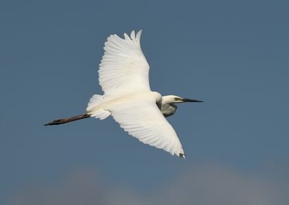 Sølvhejre (Ardea alba)
